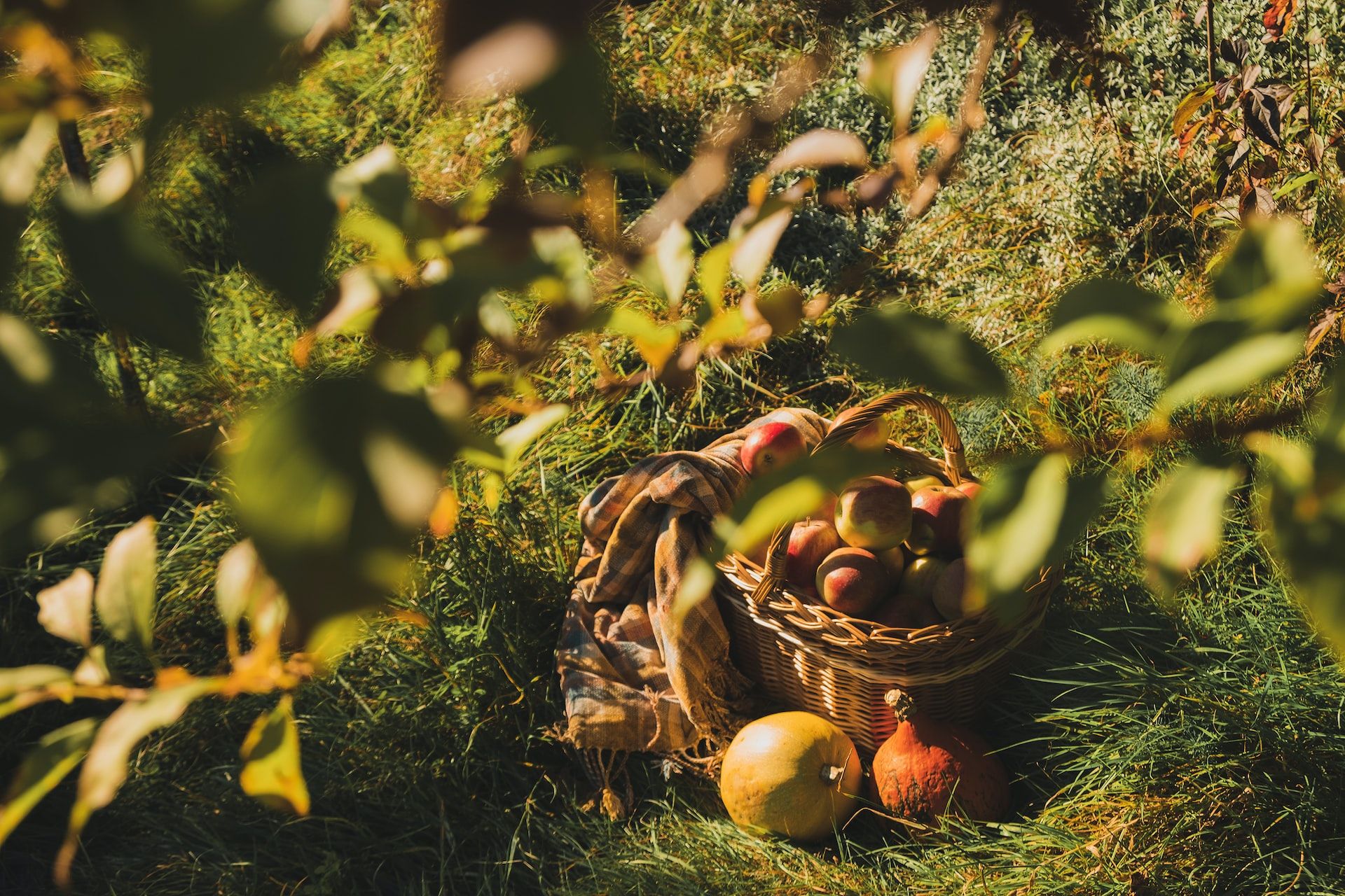 ¿Qué opinas de Conte d'automne?